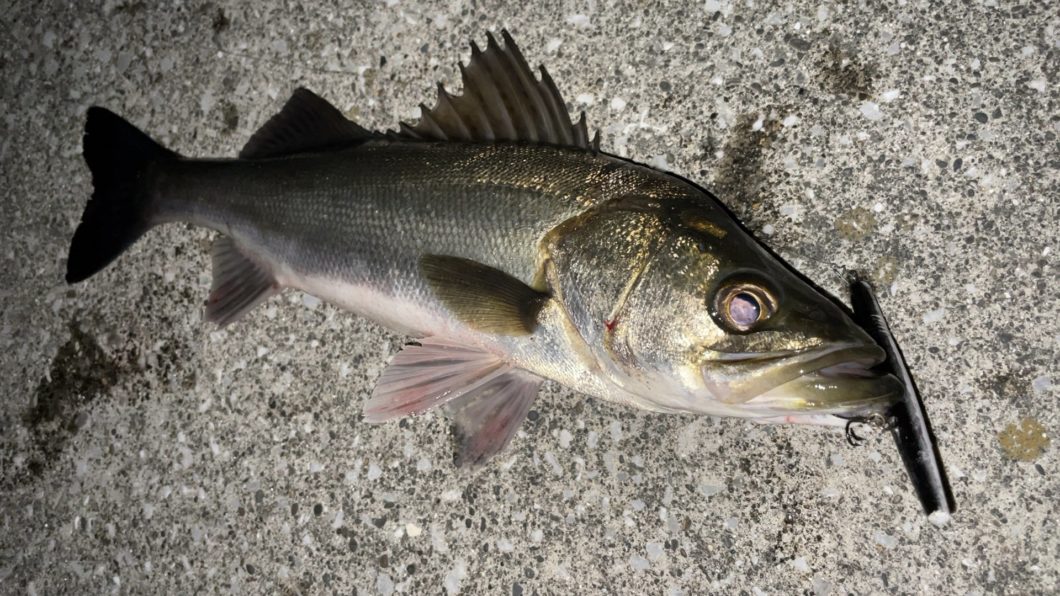 テストルアーでの釣果08