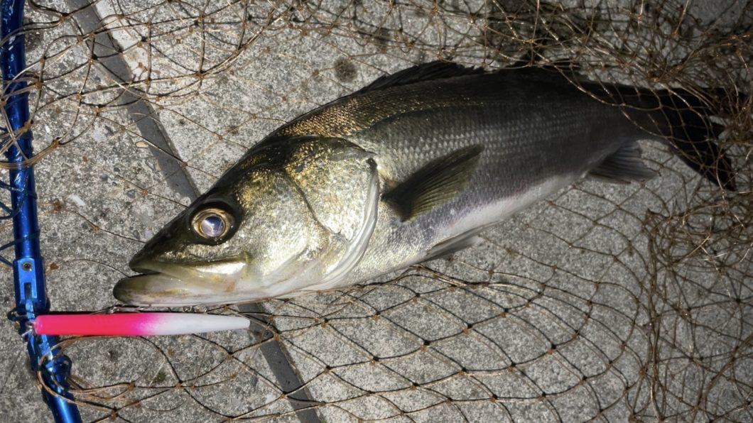 テストルアーでの釣果04