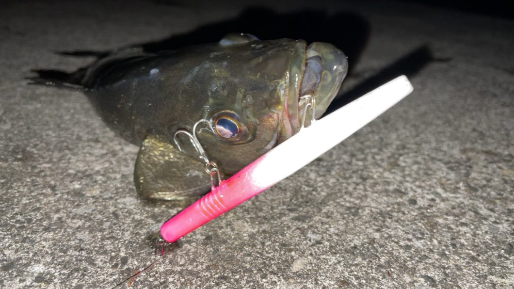 テストルアーでの釣果05