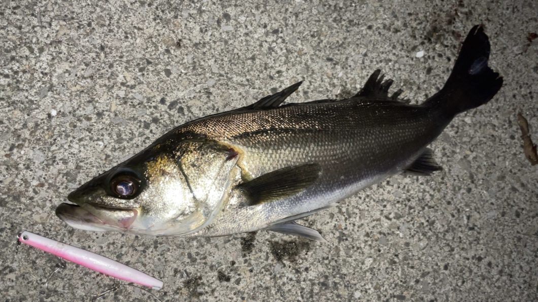 テストルアーでの釣果03