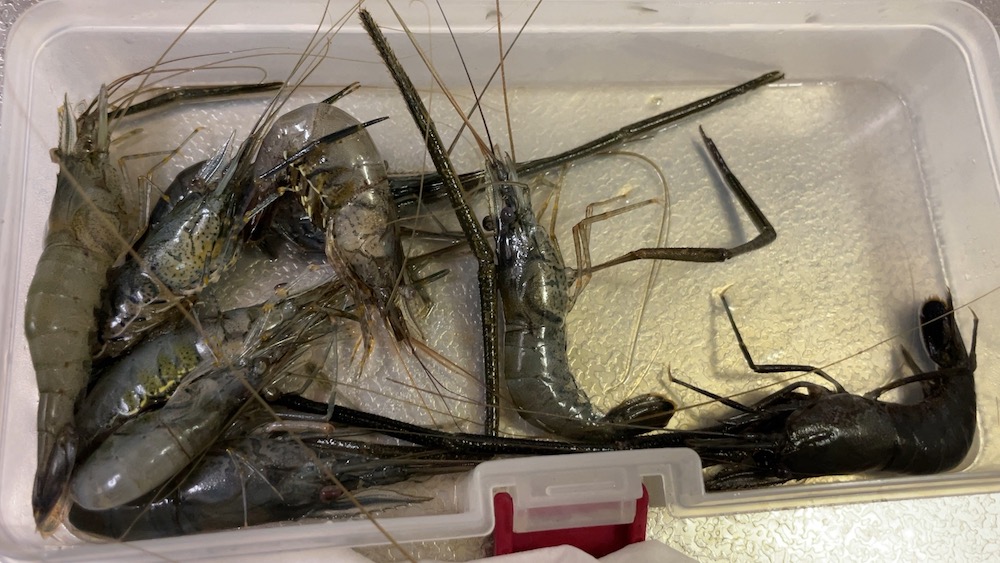 釣ったテナガエビ水洗い