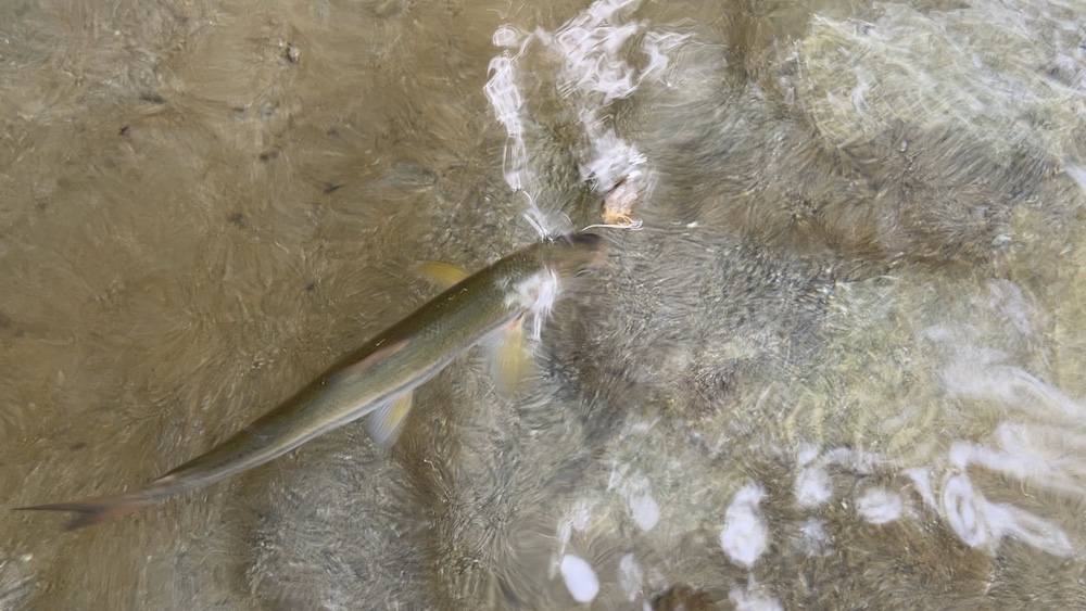 鮎っぽく見えるウグイくん