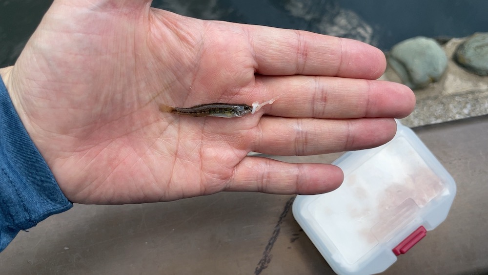 最小記録更新のハゼ