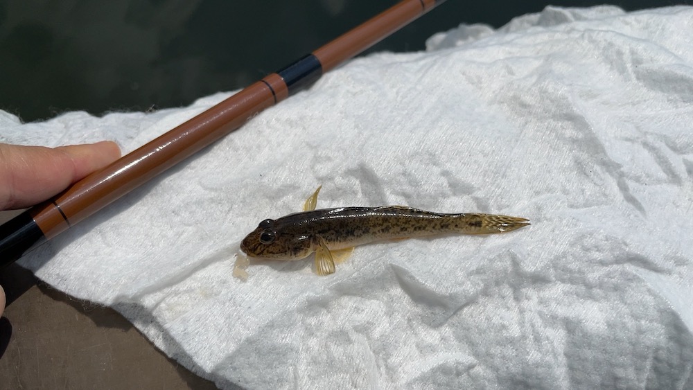 この時期釣れてくる5~7cmのハゼ