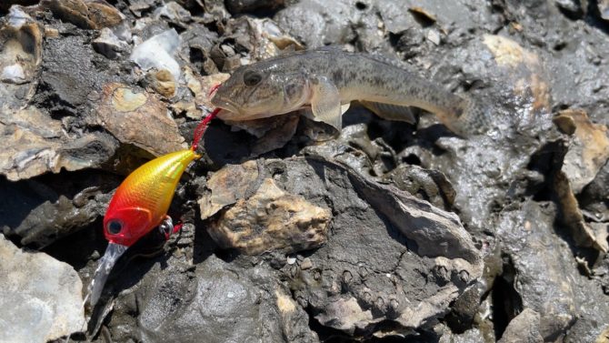 7月下旬、江戸川河口でハゼクラやってみた。