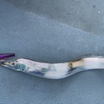 夏のタチウオジギングは浅場で数を稼いで深場で良型狙い