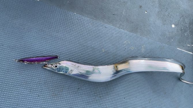 夏のタチウオジギングは浅場で数を稼いで深場で良型狙い