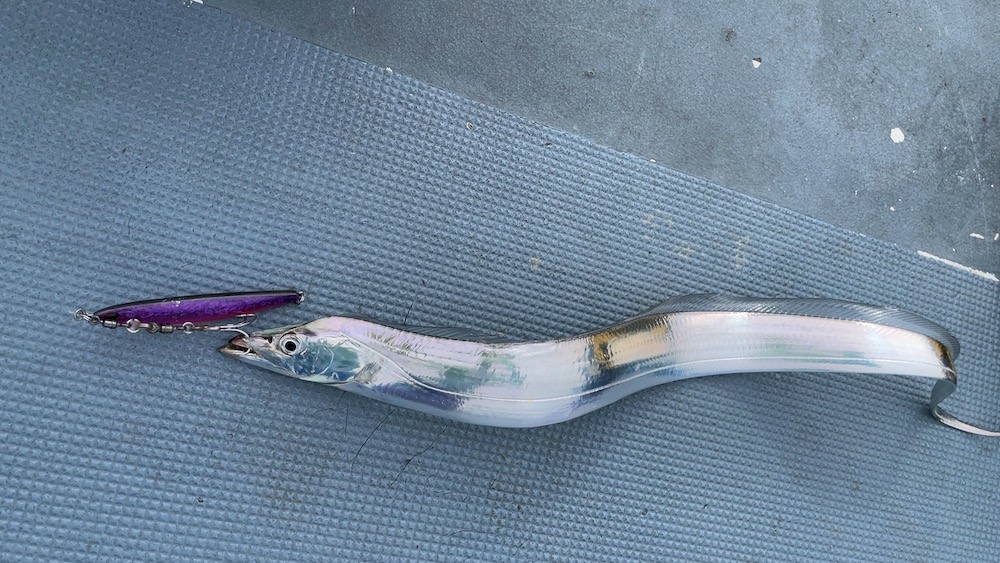 タチウオジギング