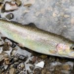 養沢毛鉤専用釣場へ久しぶりにのんびりとテンカラでマス釣り