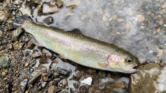 養沢毛鉤専用釣場へ久しぶりにのんびりとテンカラでマス釣り