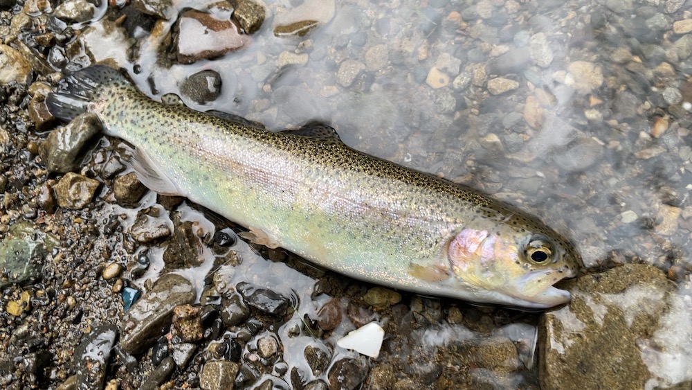 この日2匹目のニジマス