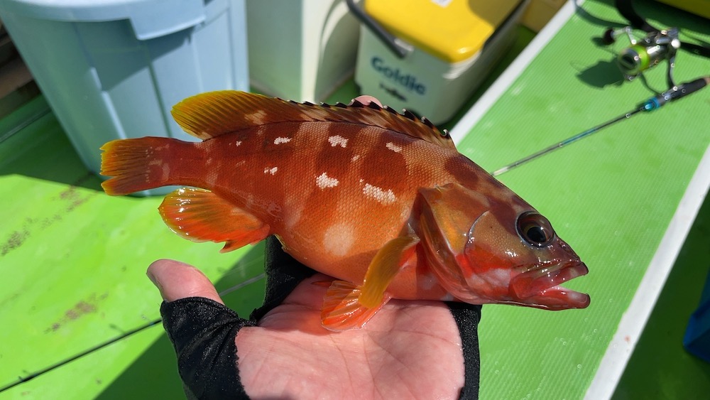 相模湾に久しぶりのカンパチ。ライト五目船のショート便でSLJ