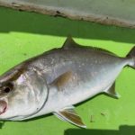 相模湾に久しぶりのカンパチ。ライト五目船のショート便でSLJスーパーライトジギング