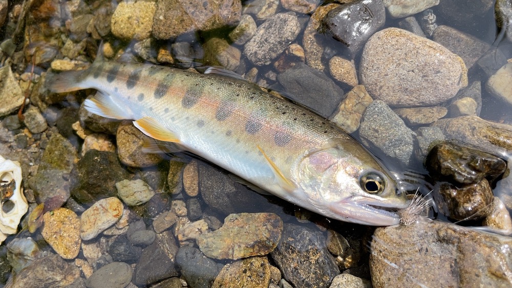 毛鉤で釣れたヤマメ
