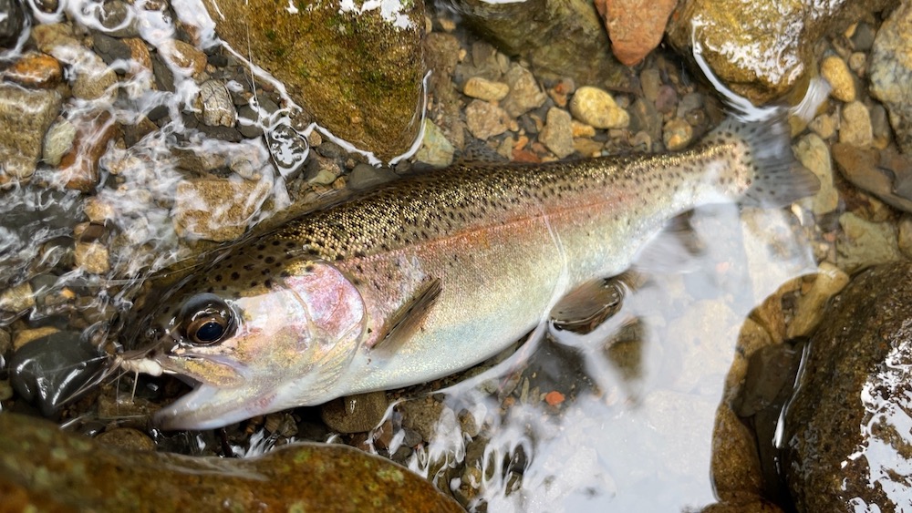 毛鉤で釣れたニジマス