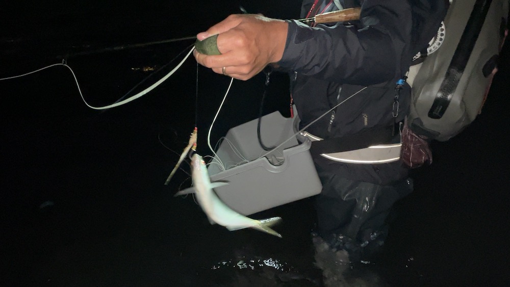 フライに食いつくコノシロ