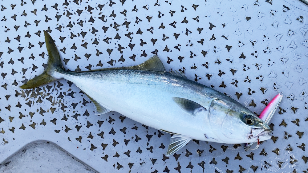 この日最初のイナダ