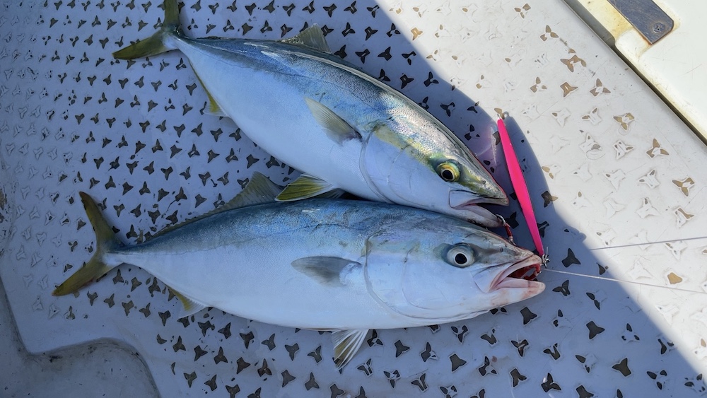 ひとつのジグにイナダ2本