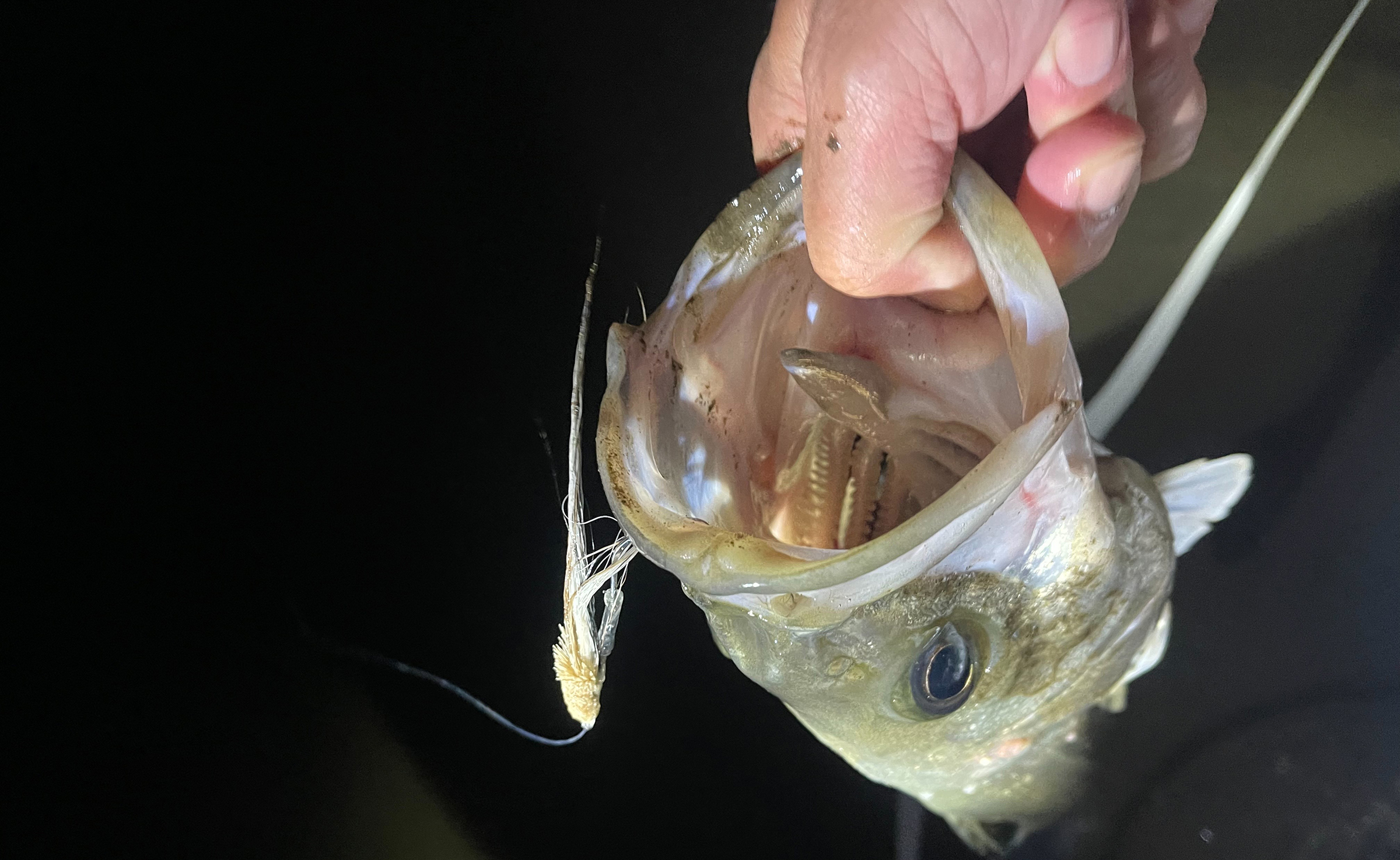 フッキングの位置