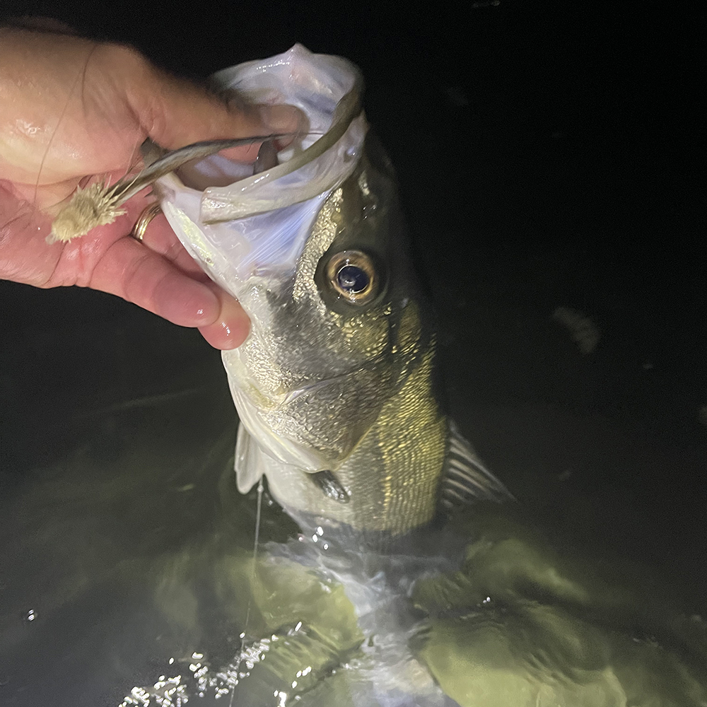 ドン松木どんの釣果