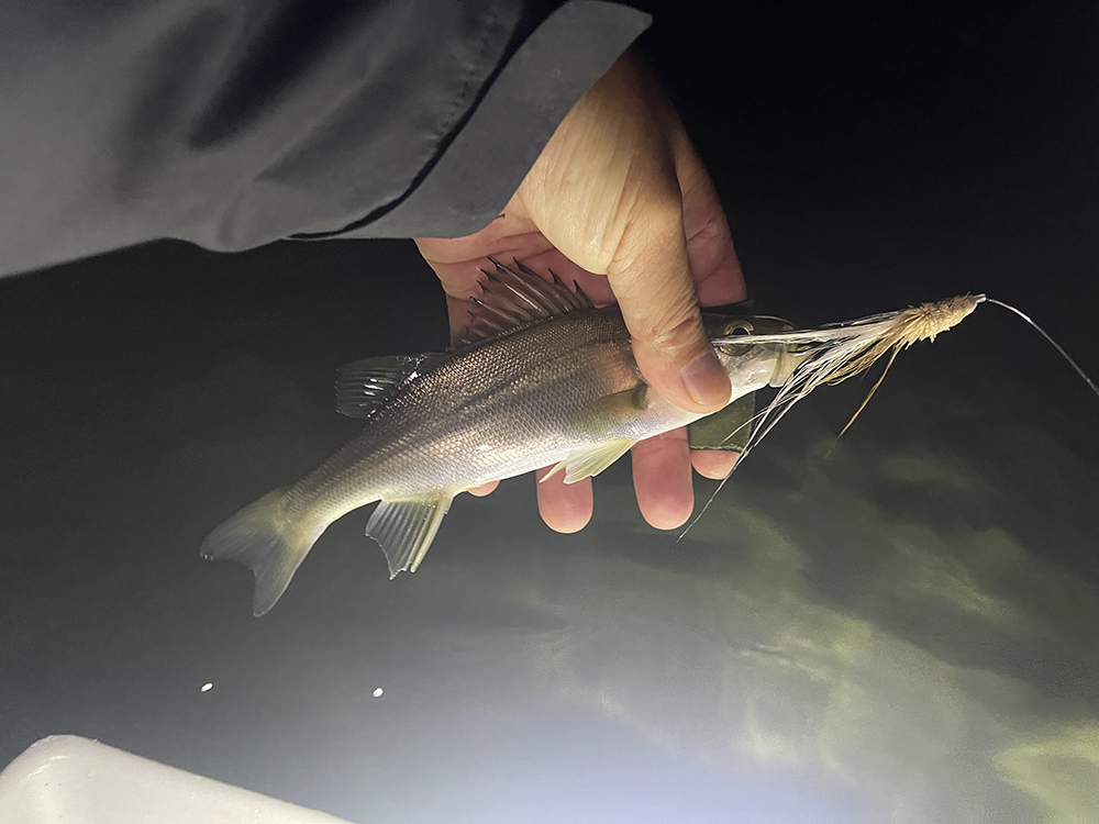 松木どんのシーバス02