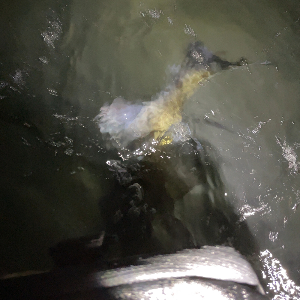 逃げたシーバス1