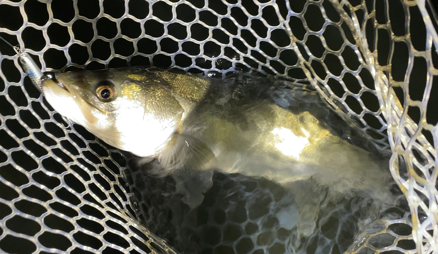 ヨイチ80でシーバスその2