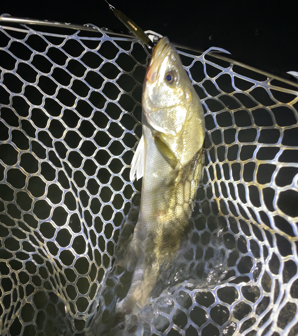 ヨイチ80でシーバス