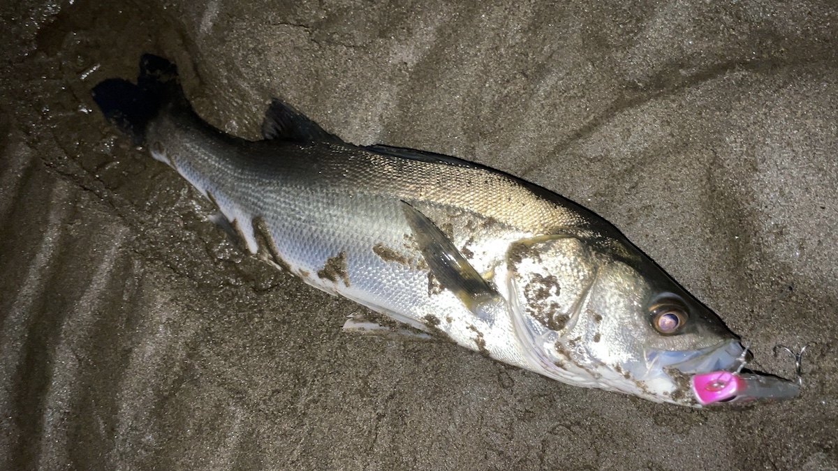 40cmほどのシーバス