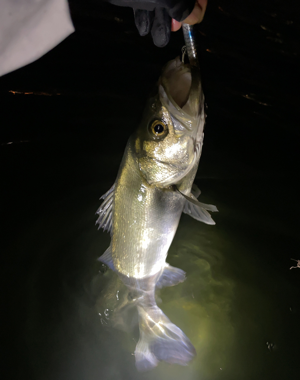 ロケットベイト95でシーバスゲット