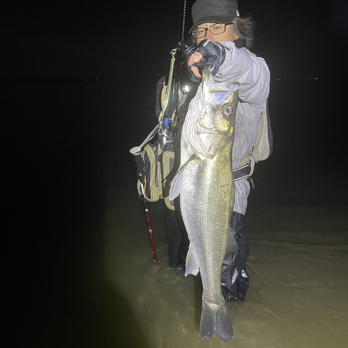 フィード105でシーバス74cm