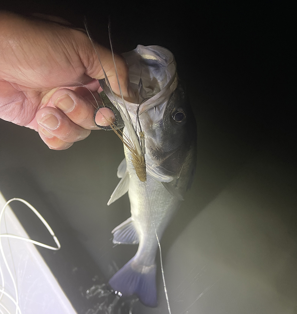 松木どんのフライでの釣果