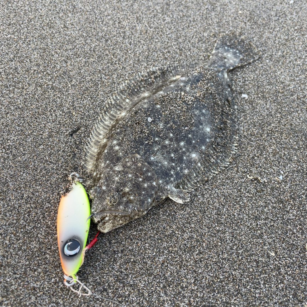 20cmほどのヒラメ