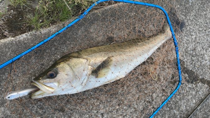 6月から始める中・大型河川河口域でのシーバストップウォーターゲーム