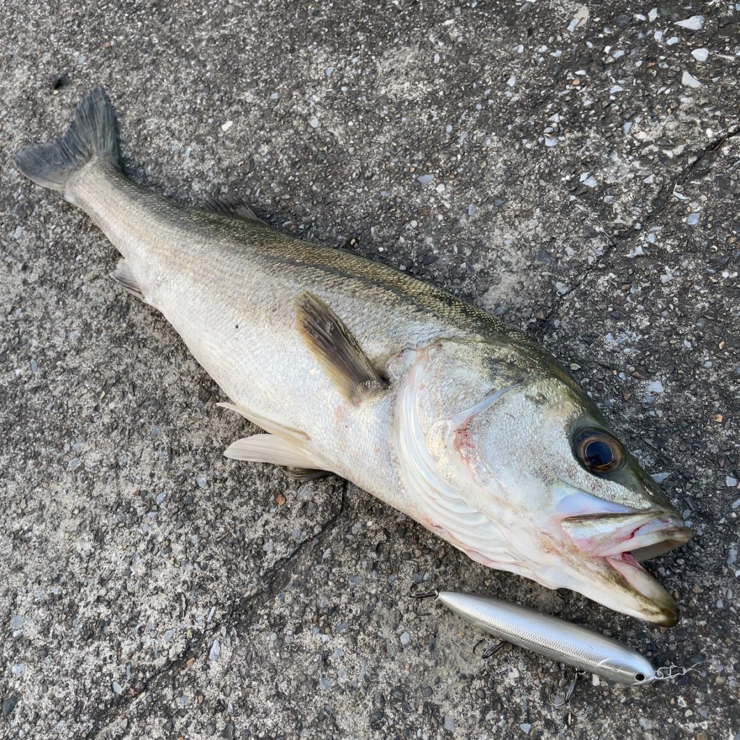 75cmシーバス+スーパーサミー126