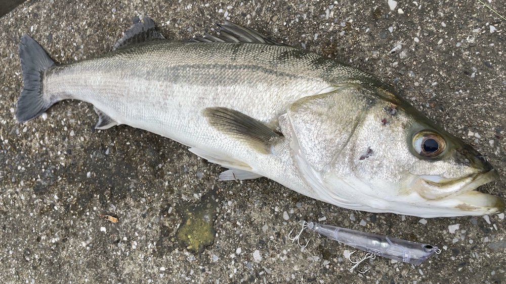 シーバス80cm+パームススプラシャー