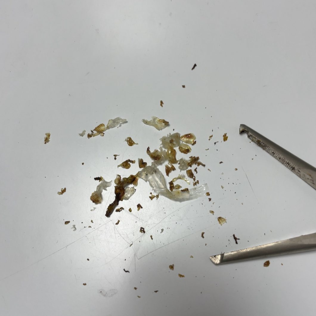 乾いたセメダインを剥がす