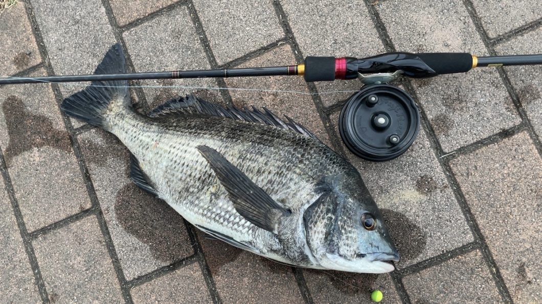 夏のお楽しみ！疑似餌によるクロダイ落とし込み釣り（ヘチ釣り） | リアルフィッシングカウンシル