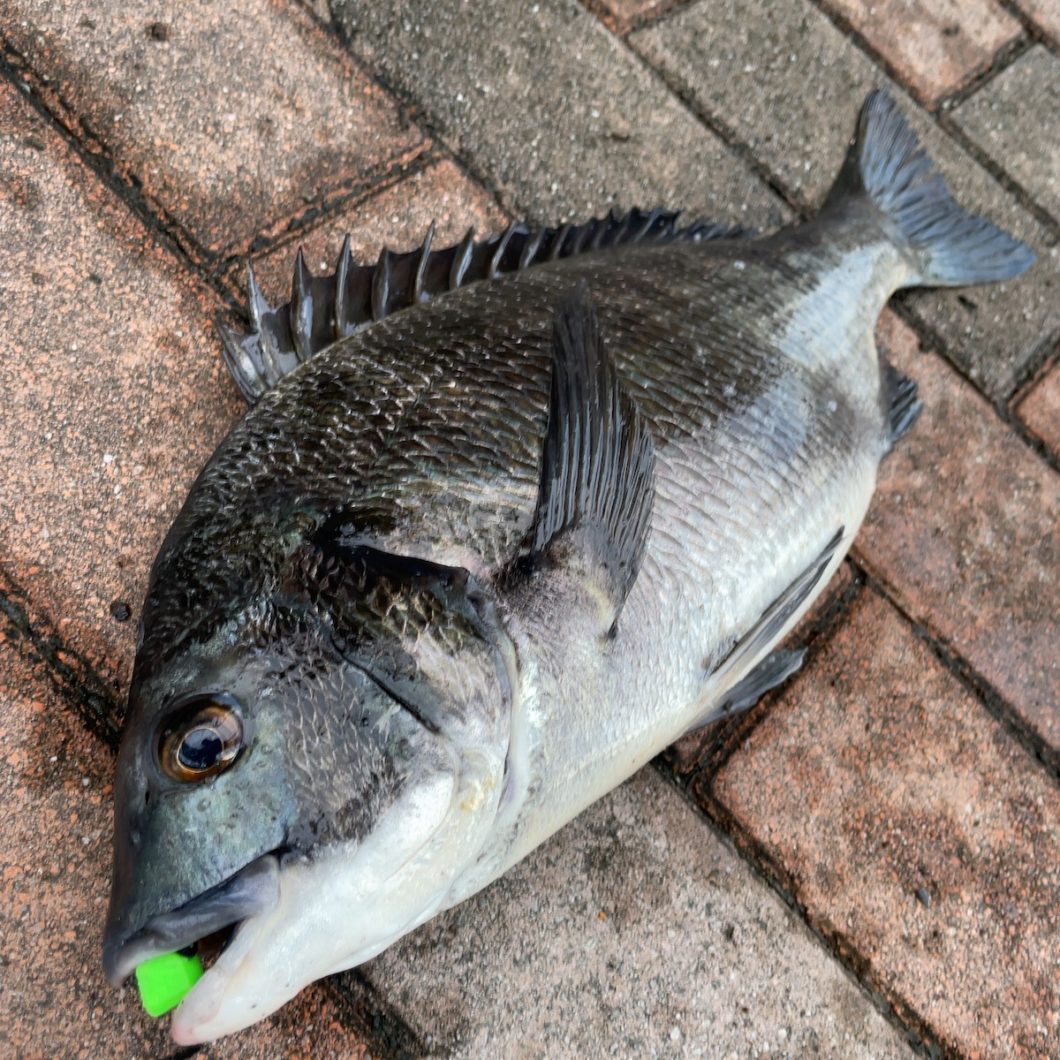 夏のお楽しみ！疑似餌によるクロダイ落とし込み釣り（ヘチ釣り