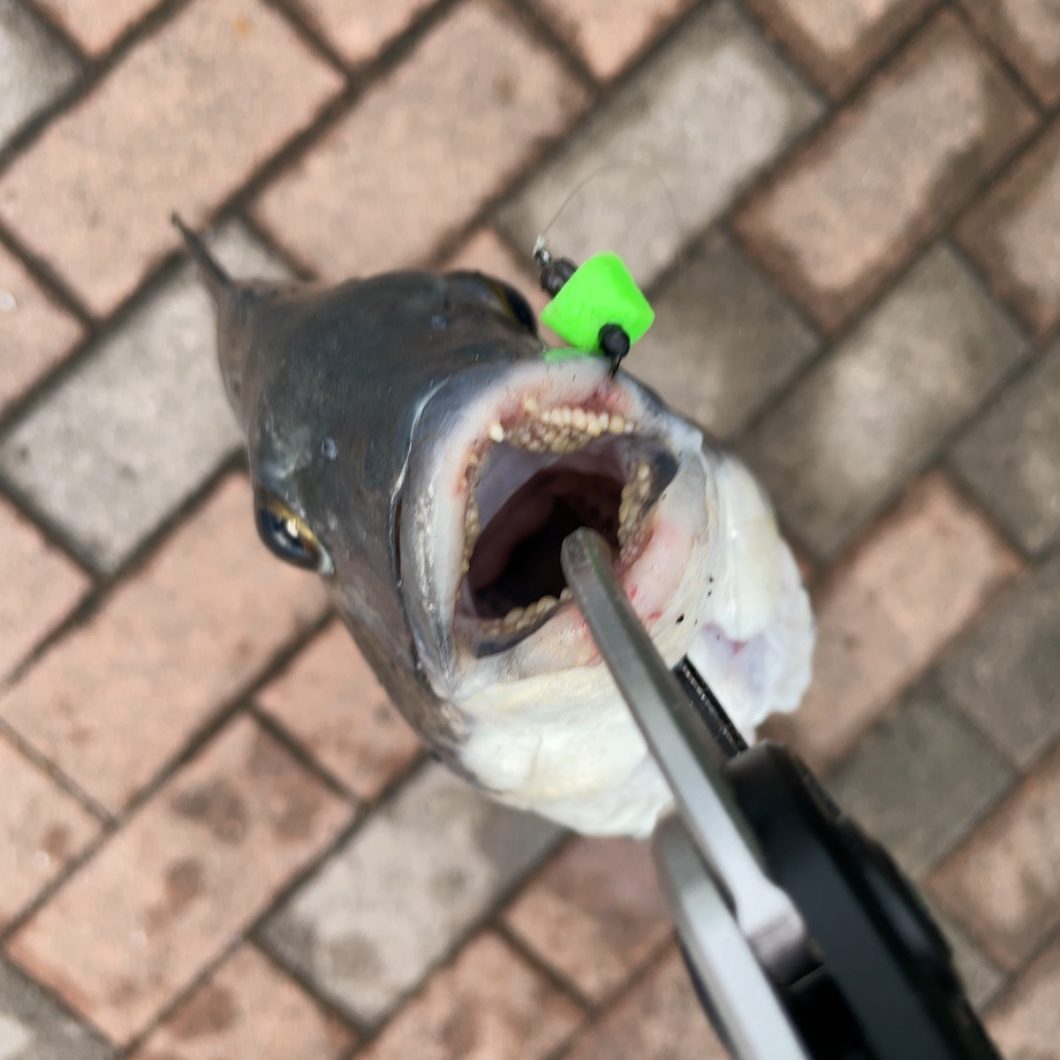 夏のお楽しみ！疑似餌によるクロダイ落とし込み釣り（ヘチ釣り