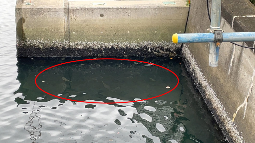 護岸のクロダイ02