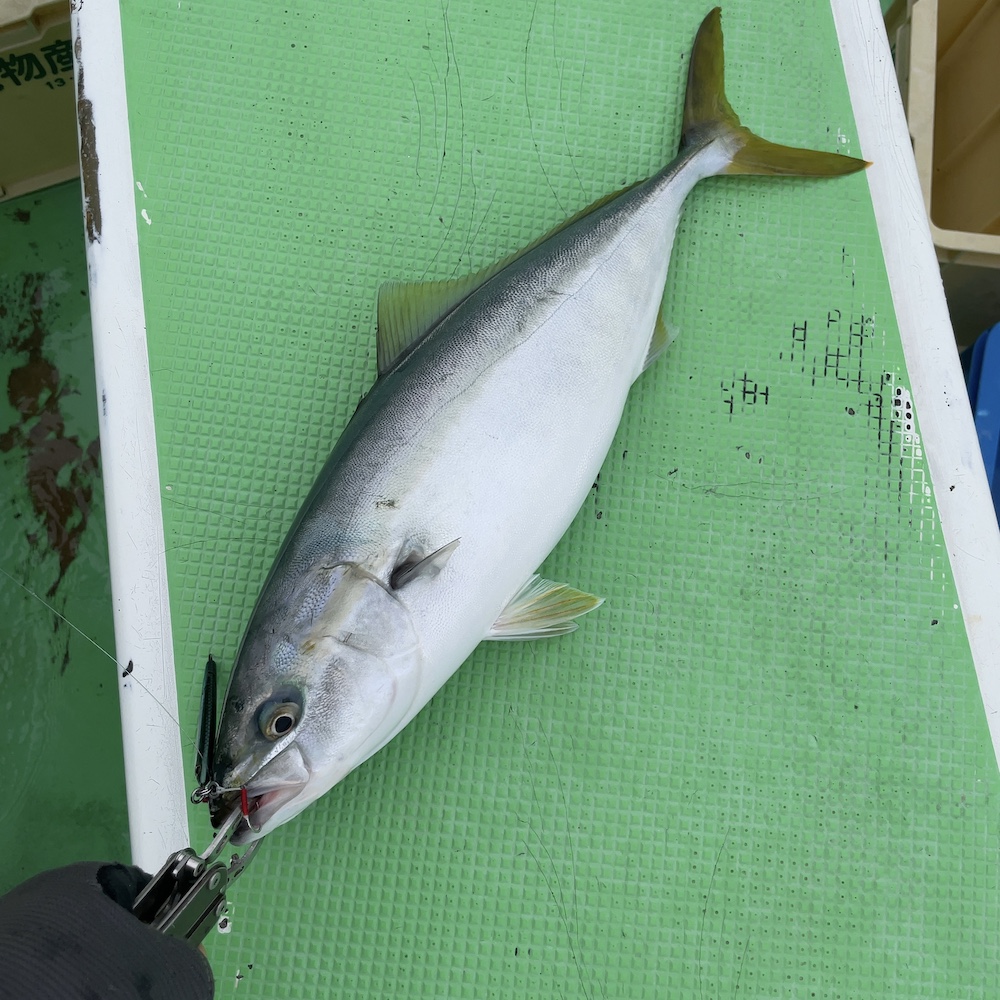 40cmほどのイナダ