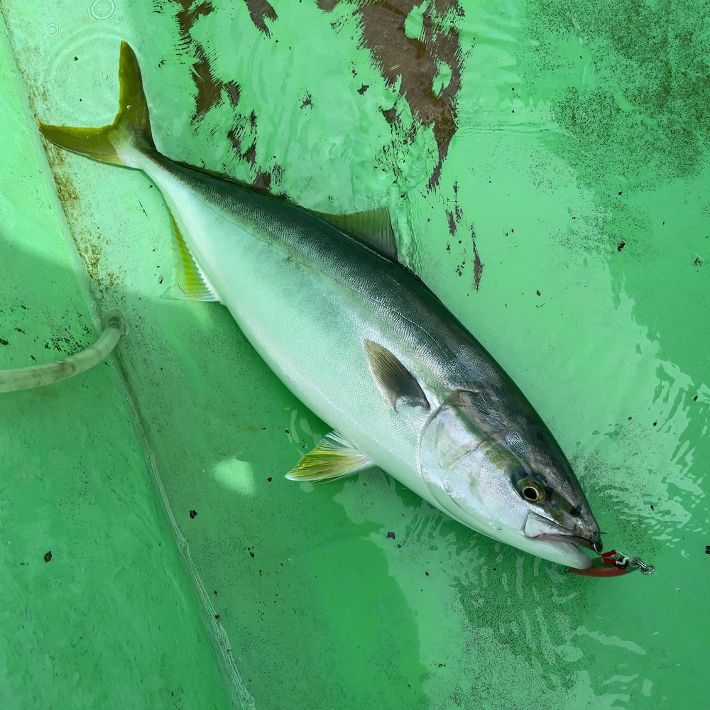 イナダ スキルジグ ピンクバック1ozにて