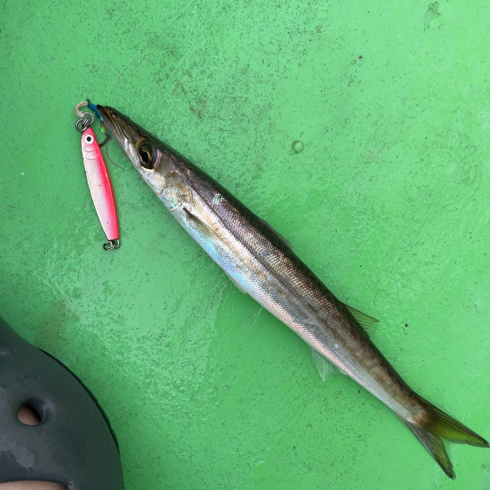 小型ジグでカマスゲット