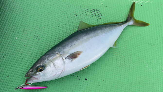 茅ヶ崎沖のライト五目船でイナダ、カマス、アカハタなどSLJスーパーライトジギング