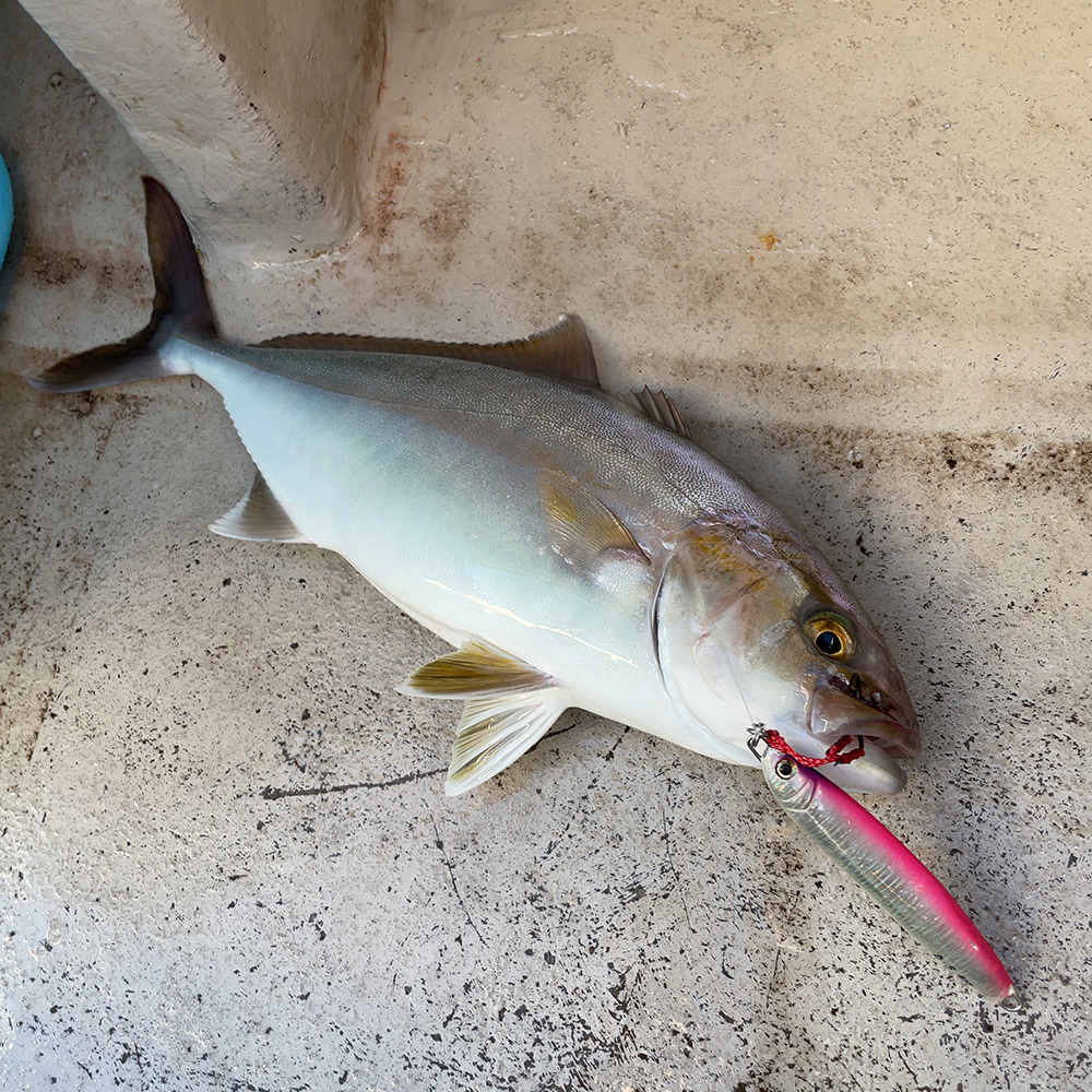 カンパチ（ショゴ）