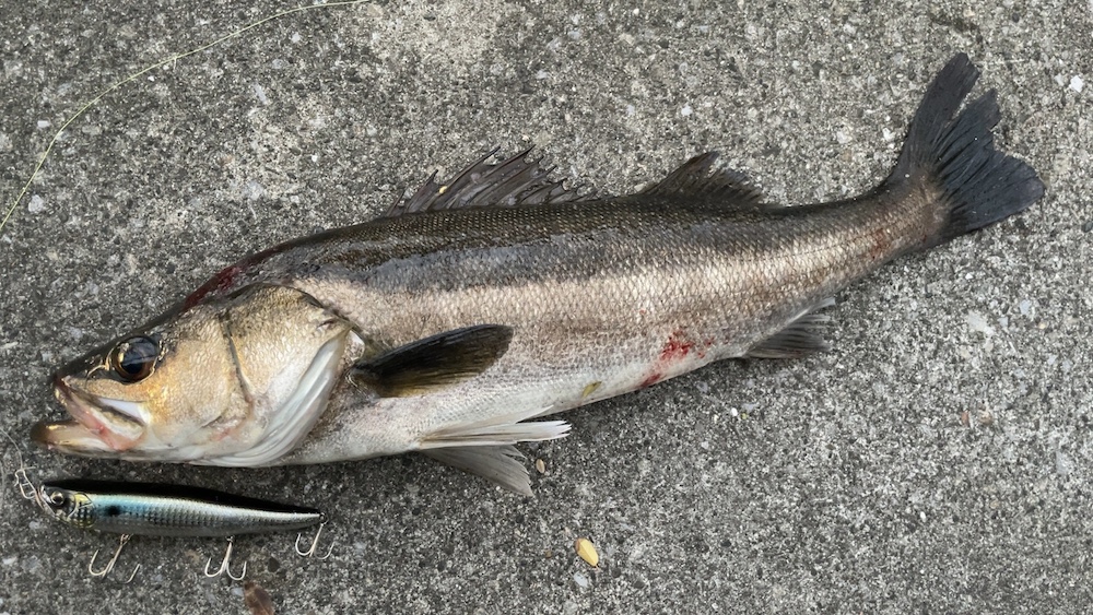 11月11日シーバス01