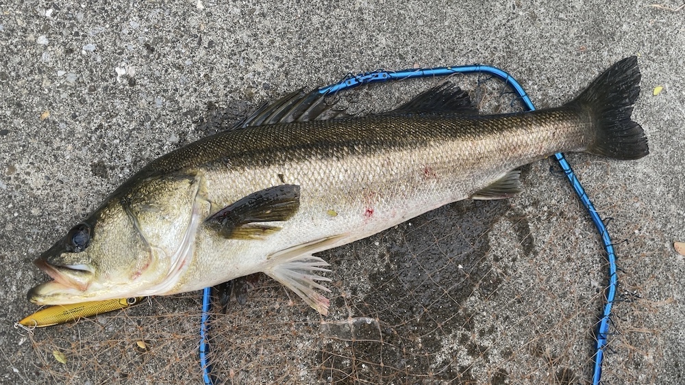 11月11日シーバス02