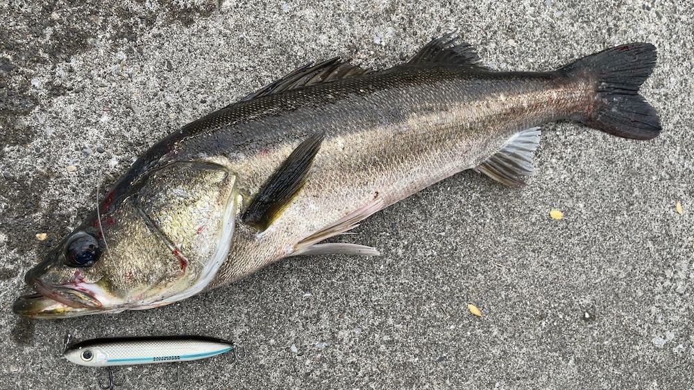 11月11日シーバス03