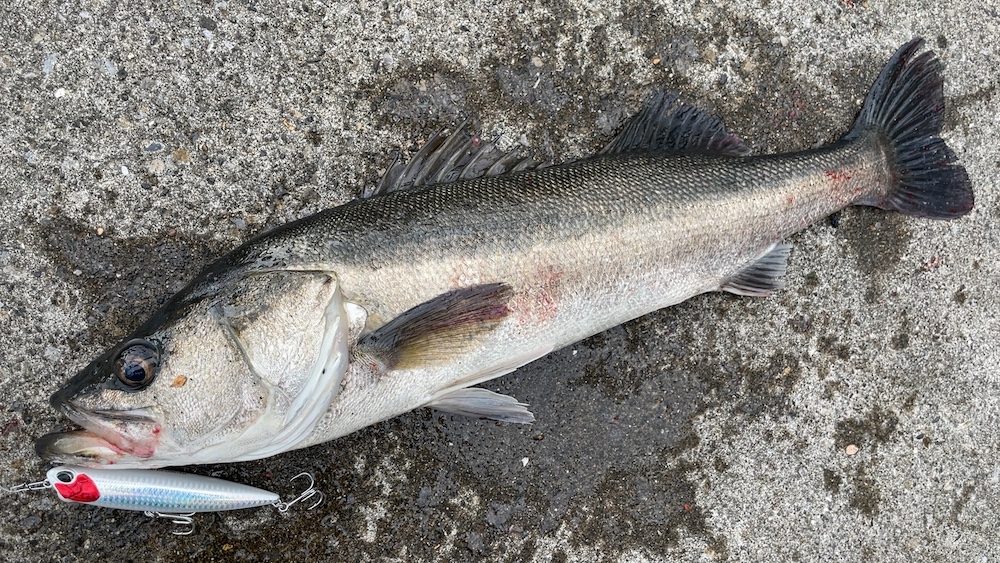 11月11日シーバス04